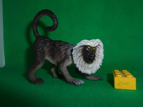 Chap Mei  Bartaffe  Macaca silenus  Вандеру  Lion-tailed macaque  macaco de cola de león  Ouandérou