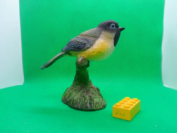 DNS  Tannenmeise Vogel Meise  Coal tit  carbonero garrapinos  Periparus ater  Mésange noire  Московка