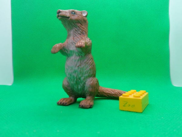 ELC   Fischotter Lutra lutra  Eurasian otter  nutria europea de río  Loutre d'Europe Выдра