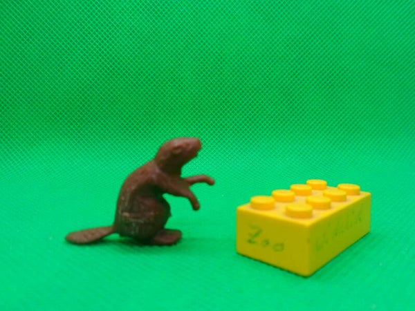 Roche aux Fées Amerikanischer Biber north american beaver Castor canadensis  castor americano   castor du Canada   Канадский бобр