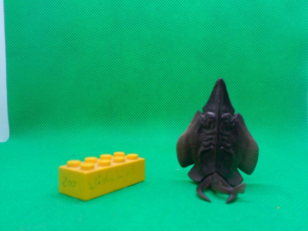 Kitan Club Roter Schaufelnasenrochen Rochen Fisch  Common shovelnose ray  Glaucostegus typus  藍吻梨頭鰩