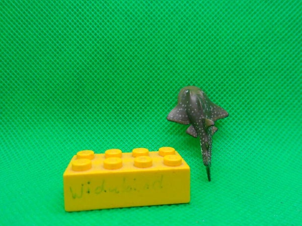 Colorata Rundkopf - Geigenrochen   Bowmouth guitarfish  tiburón raya  Rhina ancylostoma Raie guitare à nez rond  圆犁头鳐   gepunktete Version 1