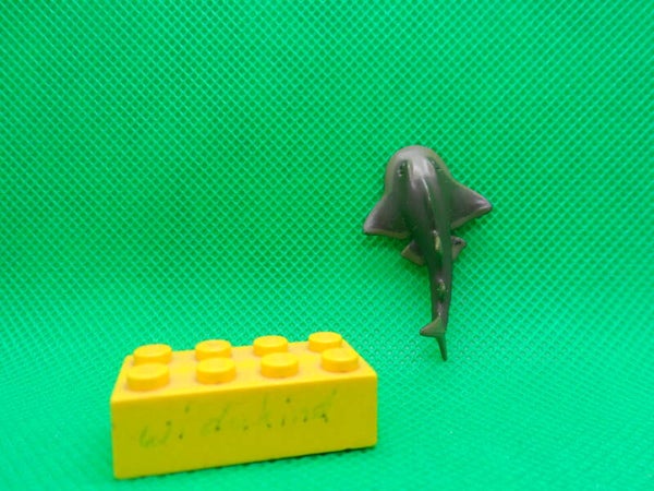 Colorata Rundkopf - Geigenrochen   Bowmouth guitarfish  tiburón raya  Rhina ancylostoma Raie guitare à nez rond  圆犁头鳐   ungepunktete Version 21