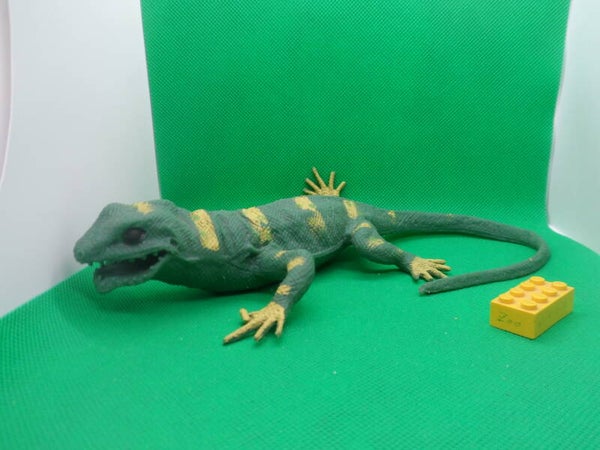 Toy Major  Halsbandleguan  Crotaphytus bicinctores  Great Basin collared lizard