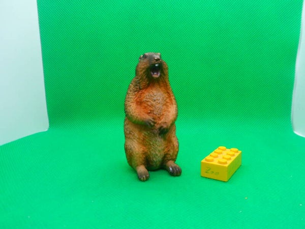 1/6 wachendes Murmeltier Marmot Сурки  Marmota  Marmotte  旱獺屬