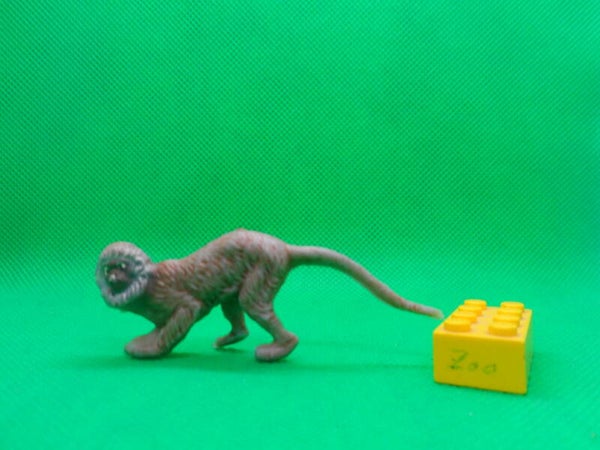 Veb Plaho / Marolin  Affe Kleine Weißnasenmeerkatze laufend  Малая белоносая мартышка  Lesser spot-nosed monkey  Cercopithecus petaurista  cercopiteco menor  Cercopithèque blanc-nez