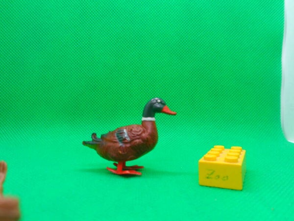 PGH Effelder  Stockente männliclich Ente Erpel female mallard duck Кряква Anas platyrhynchos ánade real Canard colvert