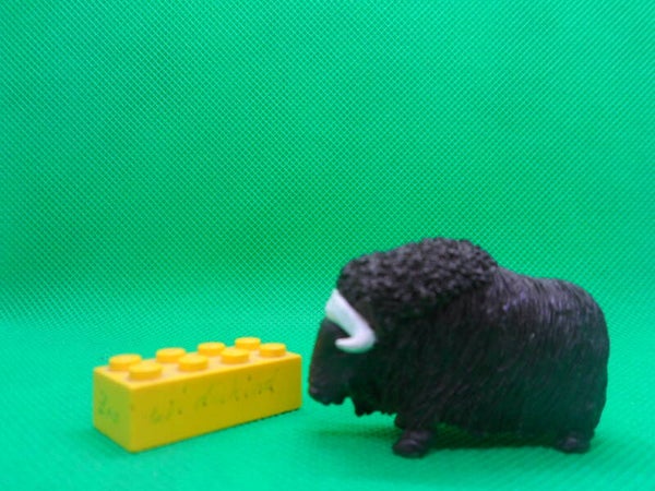 Innovative Kids Moschusochse musk ox buey almizclado  Ovibos moschatus  bœuf musqué  Овцебык  麝牛