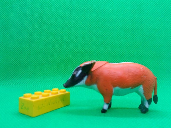 K&M  Pinselohrschwein  Potamochoerus porcus  Кистеухая свинья  Red river hog  potamoquero rojo  Potamochère roux  紅河豬