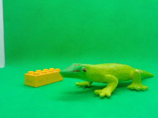 K&M Großer Madagaskar - Taggecko  Phelsuma grandis  Madagascar giant day gecko