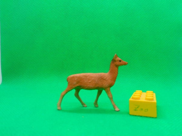 Clairet Hirschkuh Hirsch laufend hind red deer female walking Cervus elaphus  Благородный олень  задний   ciervo rojo posterior   Cerf élaphe de derrière
