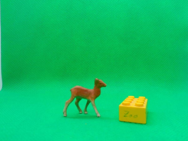 Clairet Hirschkalb Hirsch  red deer calf Cervus elaphus  Благородный олень  задний   ciervo rojo posterior   Cerf élaphe de derrière