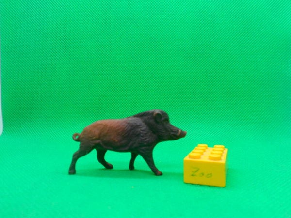 Clairet  Wildschwein  Sus scrofa  Wild boar  Sanglier  jabalí   Кабан  彘