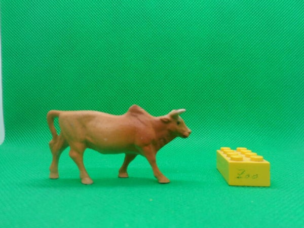 Clairet  Zebu  Zébu   Bos taurus indicus  cebú  Зебу   zebù
