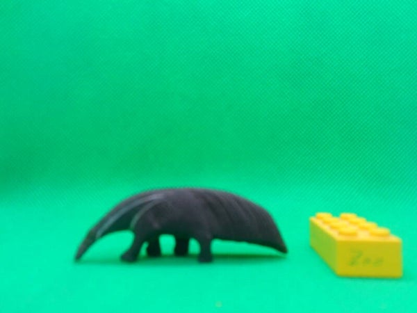 Clairet  Großer Ameisenbär  Giant anteater  Myrmecophaga tridactyla  tamanoir  oso hormiguero gigante  Гигантский муравьед