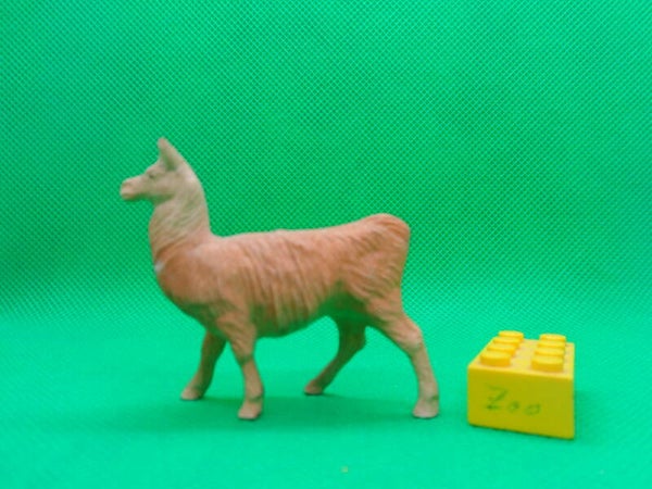Clairet  Lama  Cria Llama Lama glama juveline lama blanc Лама 大羊駝