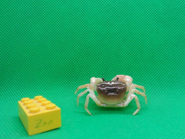 Ikimon Nature Technicolor  Japanische Süßwasserkrabbe Krabbe japanese freshwater crab  Geothelphusa dehaani