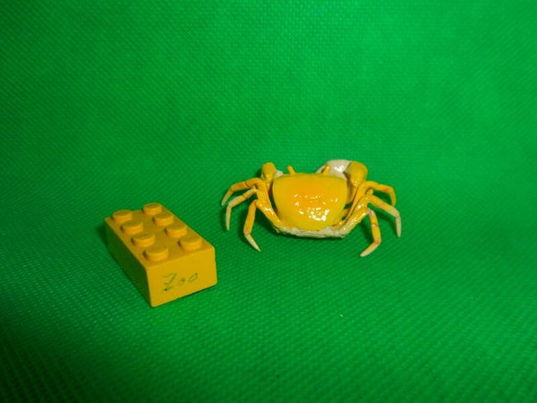 Ikimon Nature Technicolor  Japanische Süßwasserkrabbe gelb Krabbe japanese freshwater crab  yellow Geothelphusa dehaani (Kopie)