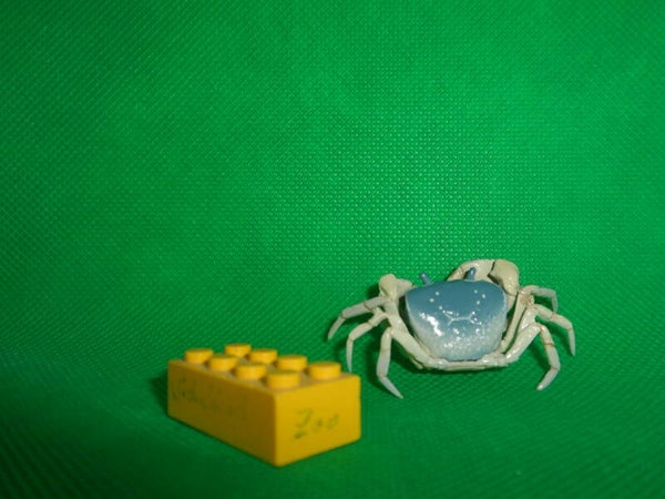 Ikimon Nature Technicolor  Japanische Süßwasserkrabbe blau Krabbe japanese freshwater crab  yellow Geothelphusa dehaani