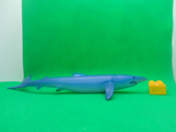 Blue Ocean Planet Wow  Hai Blauhai  blue shark  Carcharhinus glaucus  tiburón azul  Requin bleu  Синяя акула