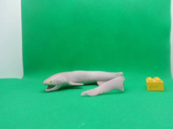 Blue Ocean Planet Wow  Hai  Kragenhai  Chlamydoselachus anguineus  tiburón anguila  requin-lézard   Frilled shark   Плащеносная акула