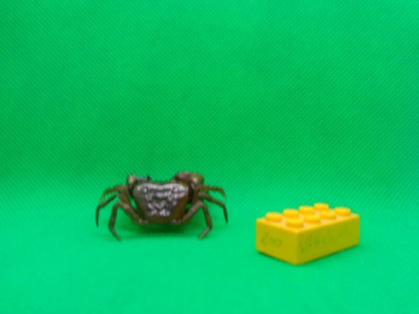 Ikimon Nature Technicolor  Japanische Süßwasserkrabbe braun Krabbe japanese freshwater crab brown Geothelphusa dehaani