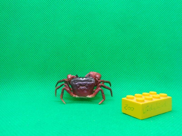 Ikimon Nature Technicolor  Japanische Süßwasserkrabbe rotbraun Krabbe japanese freshwater crab red / brown Geothelphusa dehaani