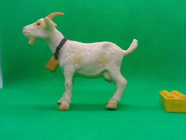 Kindertoyz Arbaton  Ziege Goat Capra aegagrus hircus cabra Chèvre