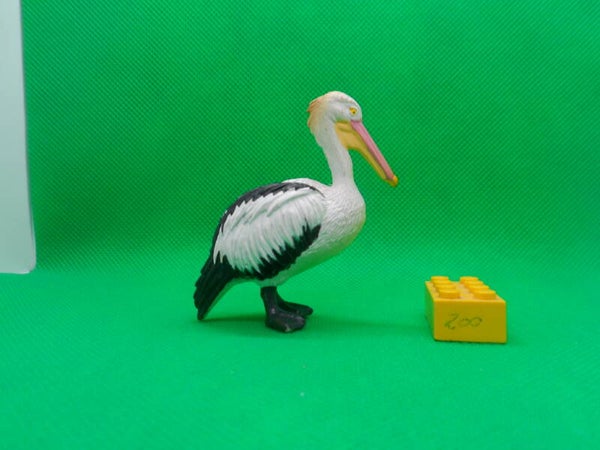 Science and Nature Brillenpelikan Australian pelican  Pelecanus conspicillatus  pelícano australiano  Pélican à lunettes  Австралийский пеликан