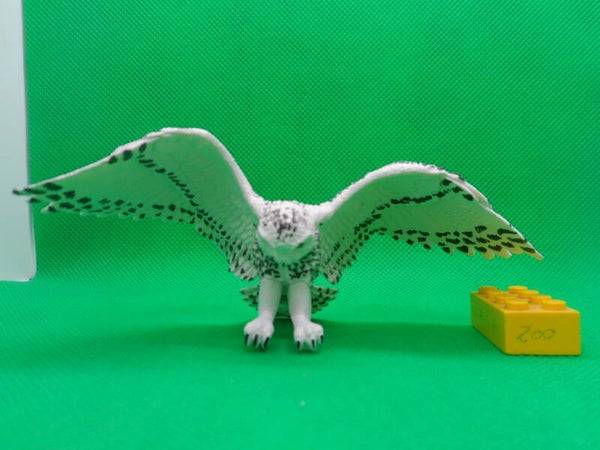 Toymany Schneeeule snowy owl open wings  Bubo scandiacus  Harfang des neiges  búho nival   Белая сова