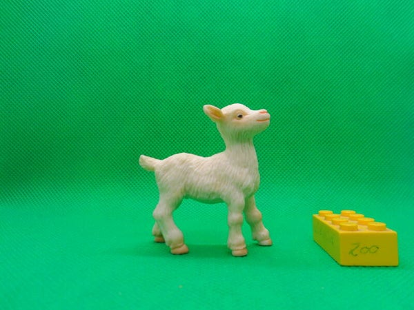 Kindertoyz Arbaton  Ziege Zicklein  Goat kid Capra juveline aegagrus hircus cabra Chèvre (Kopie)