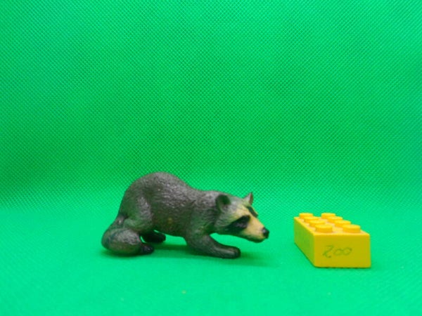 Nayab  Waschbär Raccoon mapache boreal Procyon lotor Енот-полоскун Raton laveur