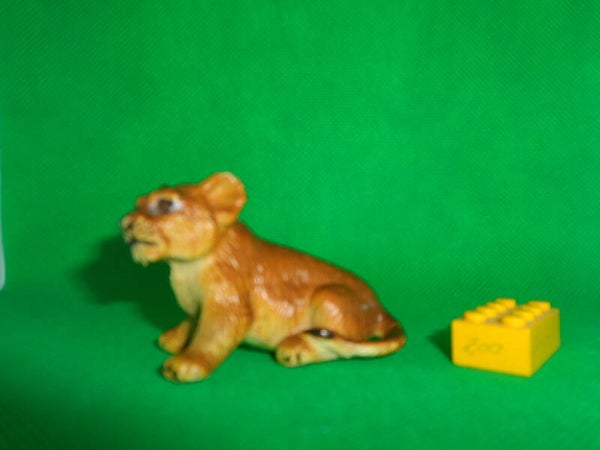 AAA Löwe Löwenjunges sitzend lion cub sitting Panthera leo Лев león juveline 狮  3