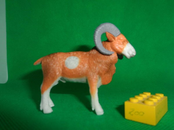 Tedi Europäische Mufflon  european mouflon  Ovis gmelini musimon  Mouflon corse  muflón común    Европейский муфлон