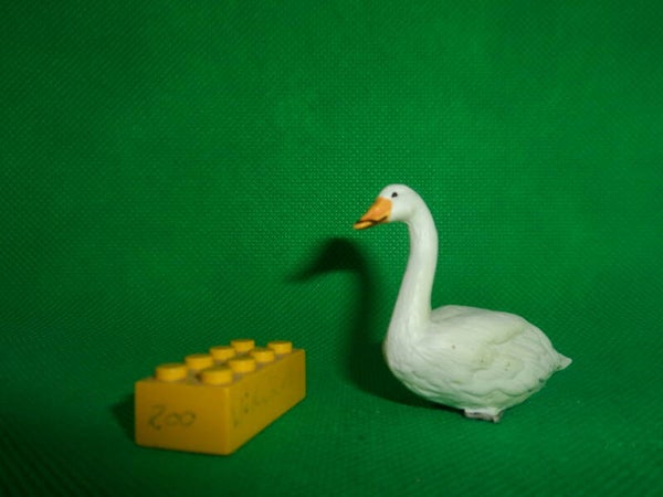 Eikoh Miniaturplanet Singschwan Cygnus cygnus  whooper swan  cisne cantor   Лебедь-кликун  Cygne chanteur
