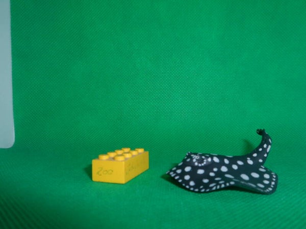 Kaiyodo  Rochen Leopoldsrochen  Xingu River ray  Potamotrygon leopoldi  raya de puntas blancas