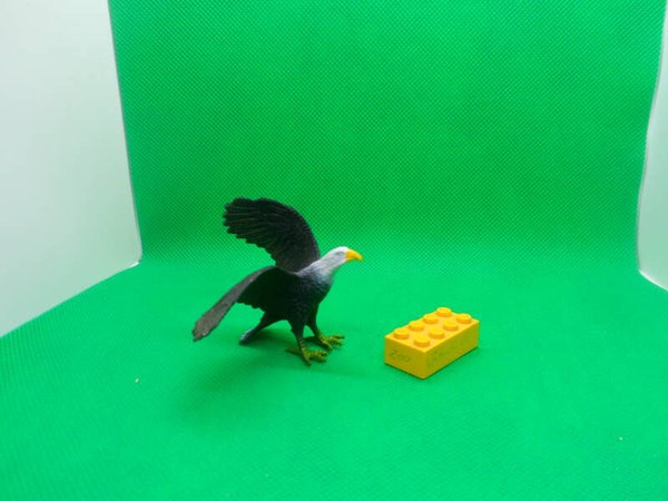 Nayab  Weißkopfseeadler  Haliaeetus leucocephalus   pigargo americano   bald eagle   Белоголовый орлан    Pygargue à tête blanche
