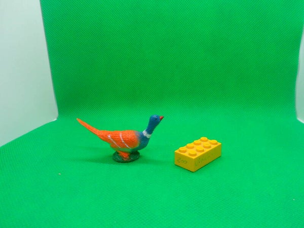 Nayab Fasan Pheasant 2 feldfasan faisán común Phasianus colchicus Faisan de Colchide Обыкновенный фазан