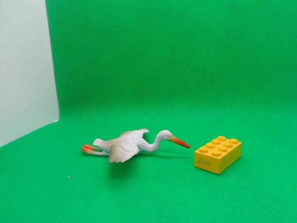 Nayab Ibis Schneesichler  american white ibis   Eudocimus albus  Ibis blanc  corocoro blanco Белый ибис
