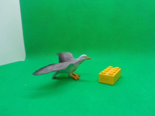 Nayab  Möwe  Larinae  Gull  láridos   laridés