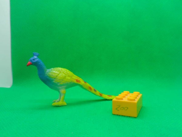 Nayab  Blauer Pfau  Indian peafowl  Pavo cristatus  Paon bleu  pavo real común  Обыкновенный павлин
