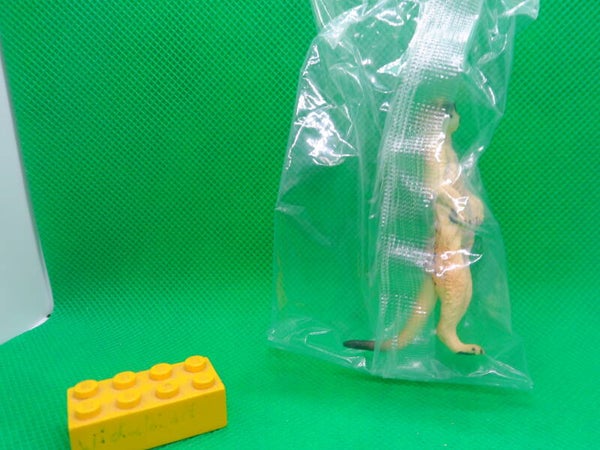 Toymany Erdmännchen  Suricata suricatta  Meerkat  suricata   Suricate   Сурикат