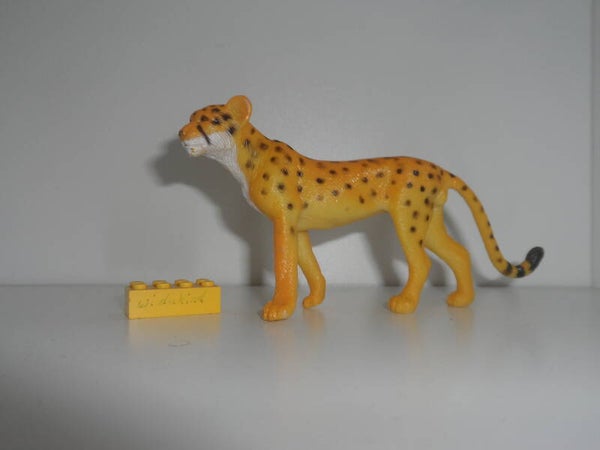 Gepard  cheetah