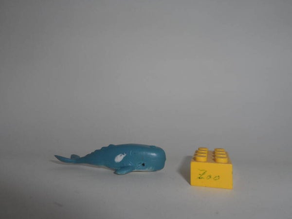 Panini Pottwal  Sperm whale