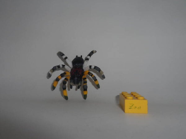 Playvisions Tigervogelspinne  Indian Ornamental tarantula