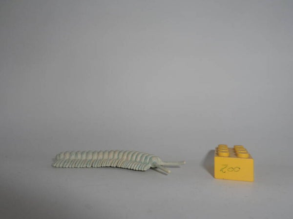 Safari Ltd  Gliederfüßer    Cave millipede