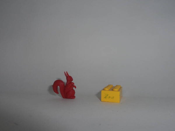 Dunkin   Eichhörnchen  squirrel