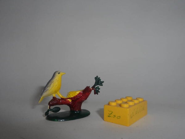 Injecta Hongkong Singvogel 1    passerine bird (ev. Azur)