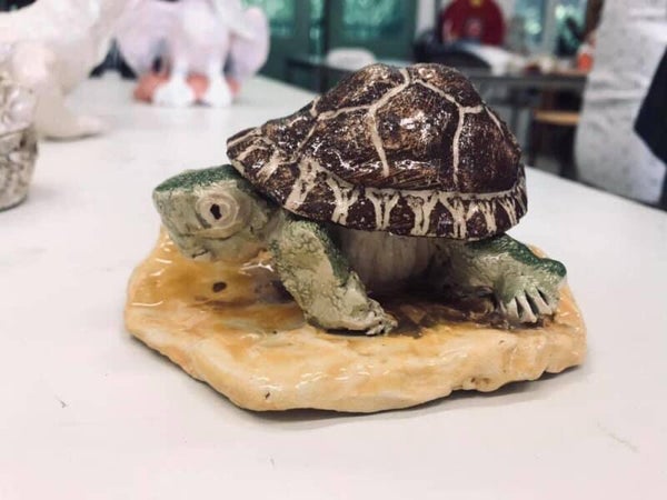 Babyschildpad schaaltje