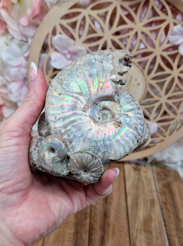 Bloc Ammonite